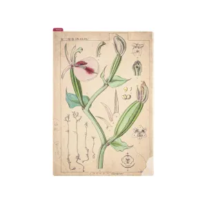 [Hobonichi Pencil Board] Tomitaro Makino (A5)