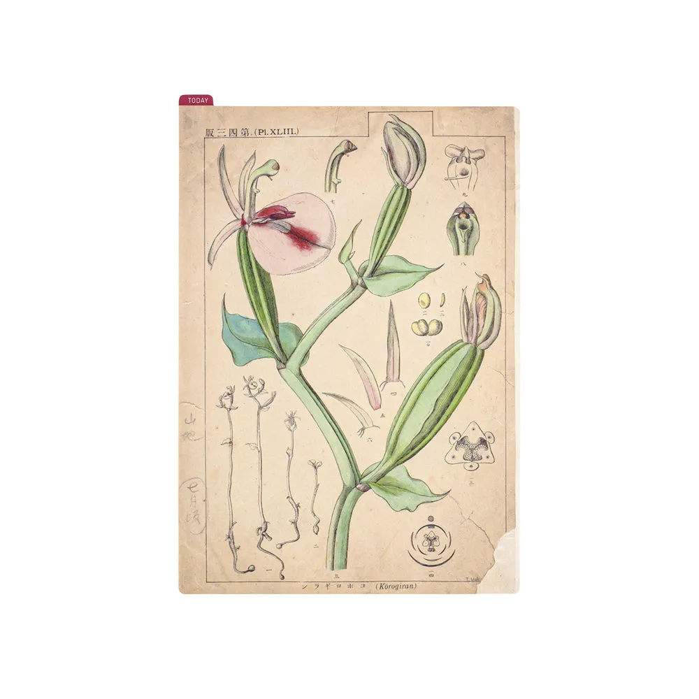 [Hobonichi Pencil Board] Tomitaro Makino (A5)