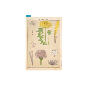 [Hobonichi Pencil Board] Tomitaro Makino (A6)