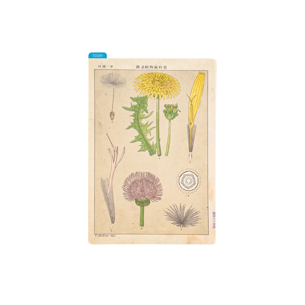 [Hobonichi Pencil Board] Tomitaro Makino (A6)
