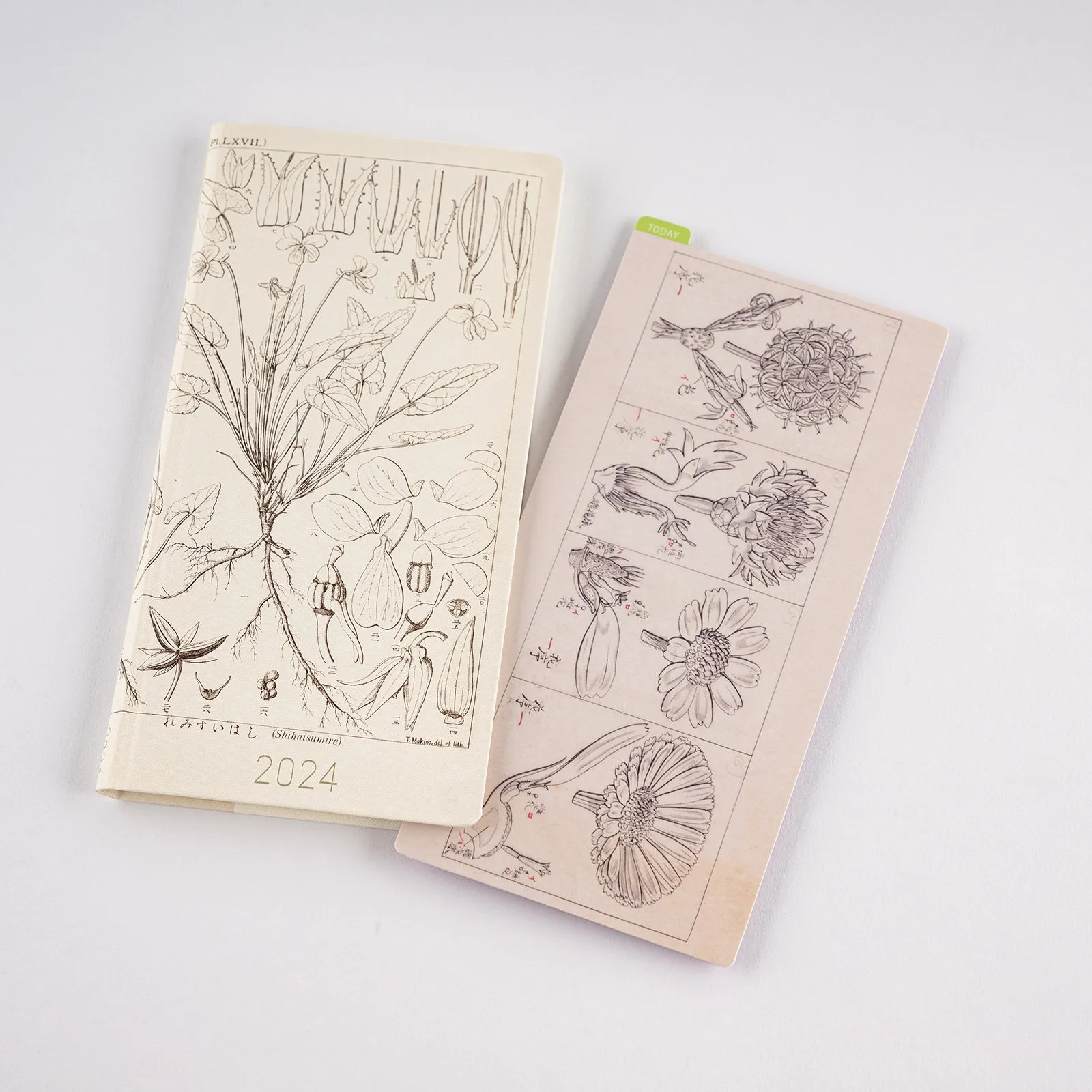 [Hobonichi Pencil Board] Tomitaro Makino (Weeks)