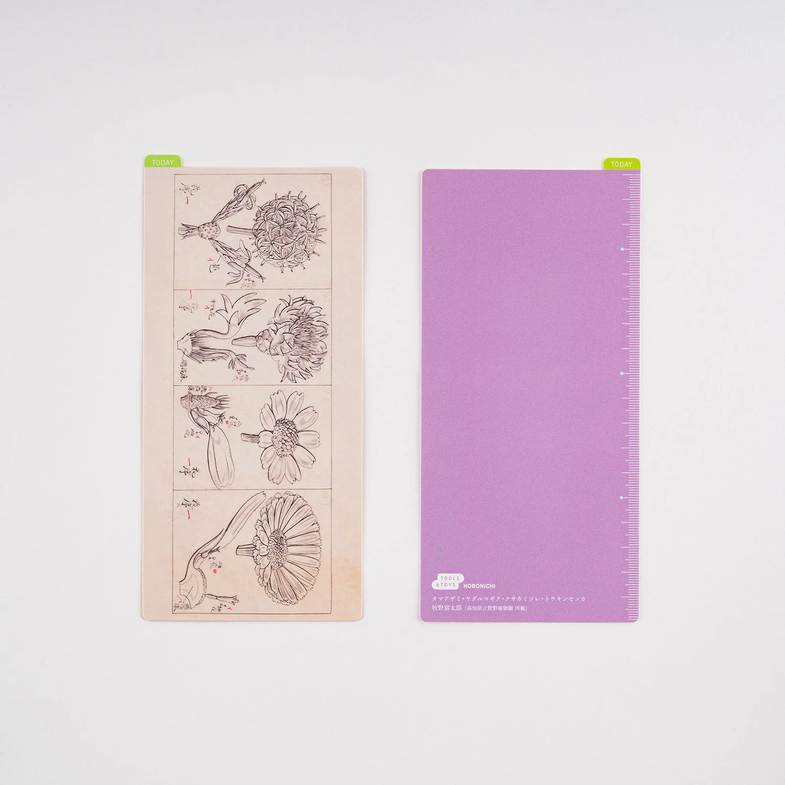 [Hobonichi Pencil Board] Tomitaro Makino (Weeks)