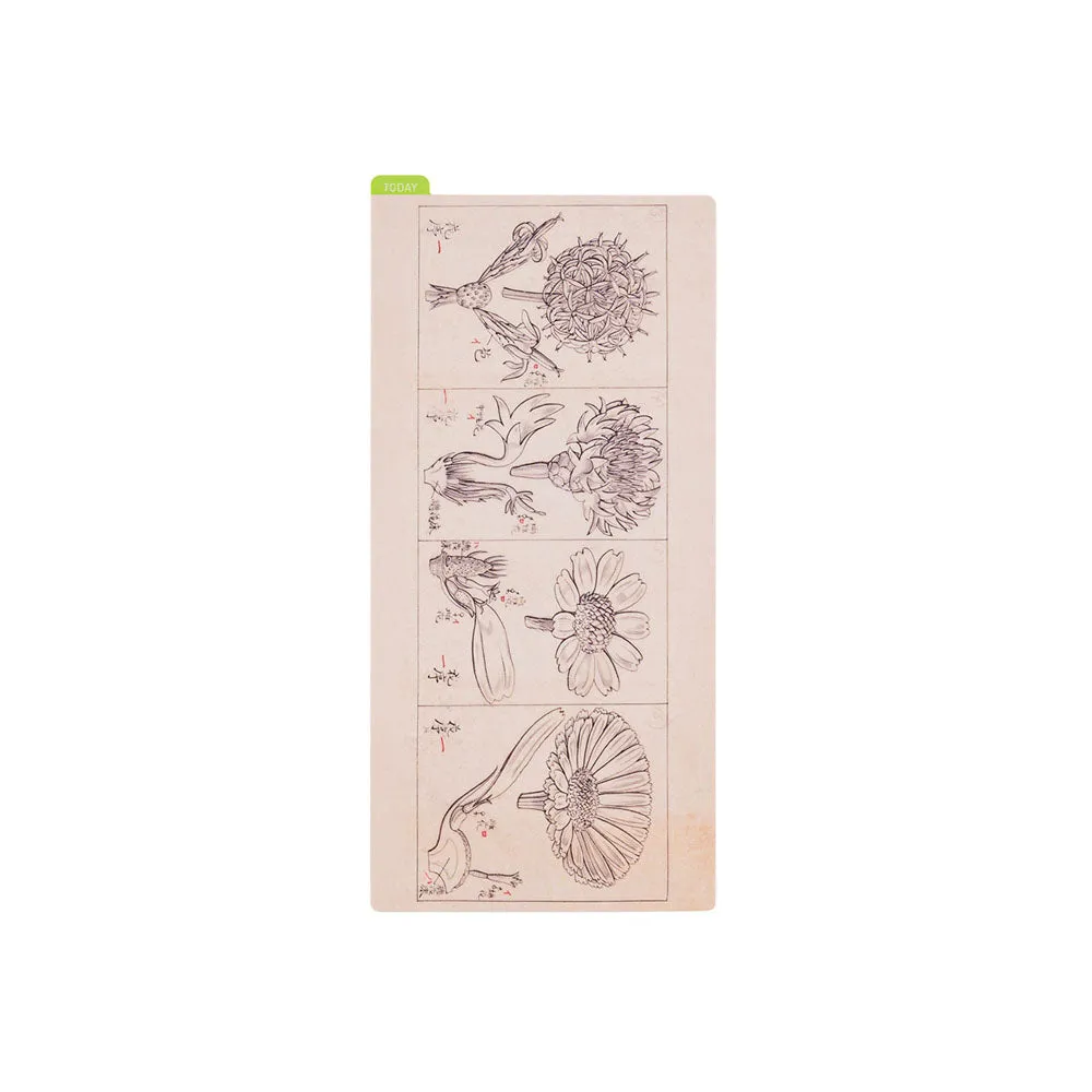 [Hobonichi Pencil Board] Tomitaro Makino (Weeks)